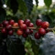 freepik__closeup-of-coffee-cherries-growing-on-branch-surro__12766